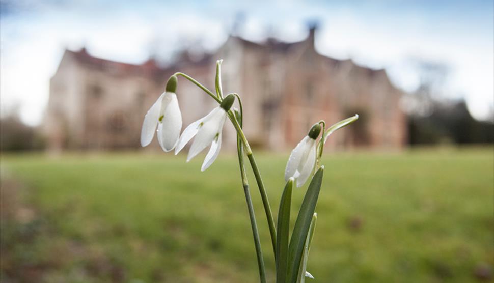 Chawton House snowdrops